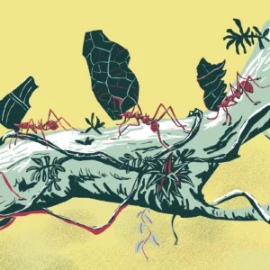 Fourmis coupe-feuille Abécédaire documentaire jeunesse