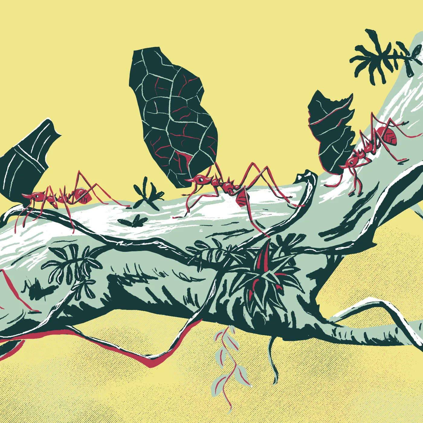 Fourmis coupe-feuille Abécédaire documentaire jeunesse